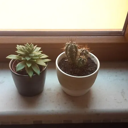 Bozac Apartmán Rovinj